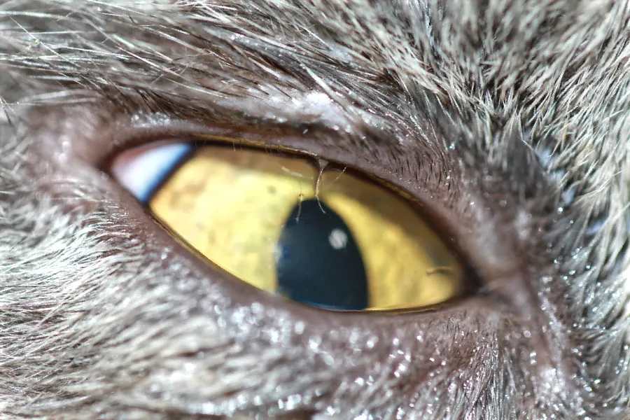 Vista lateral del ojo de un gato exótico con múltiples distiquias visibles en el párpado superior.