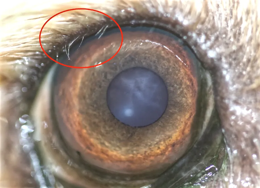 Primer plano de un ojo canino con múltiples distiquias visibles en el párpado superior, en un perro Jack Russell Terrier.