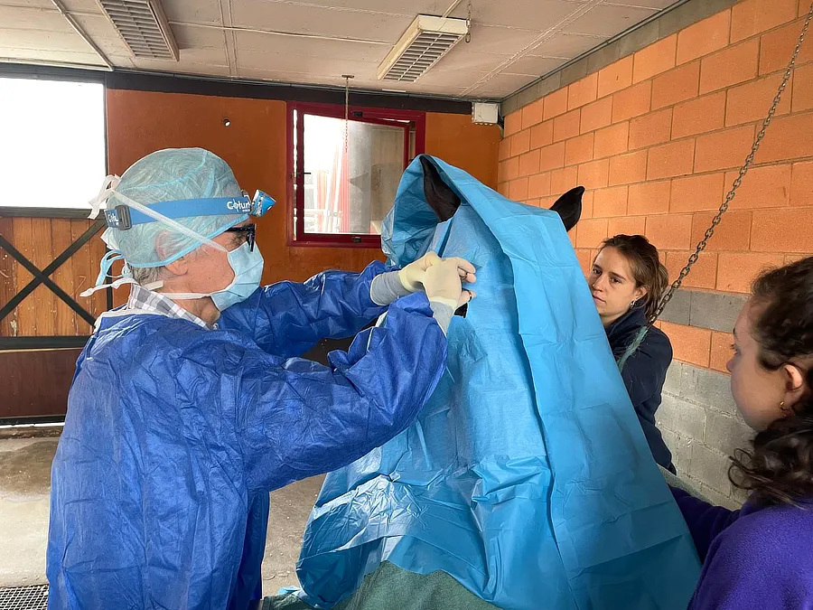 El Dr. Francisco Simó realiza una intervención ocular a una yegua cubierta con paño estéril, acompañado por dos asistentes en un establo clínico.