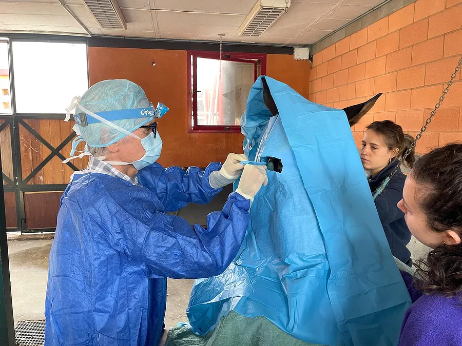 El Dr. Francisco Simó aplica tratamiento ocular a una yegua durante una intervención clínica, asistido por dos personas en una cuadra habilitada.