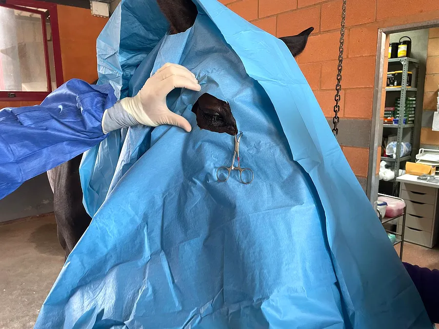 Detalle del ojo derecho de una yegua durante una intervención ocular realizada por el Dr. Francisco Simó, con el campo quirúrgico abierto y pinza colocada.