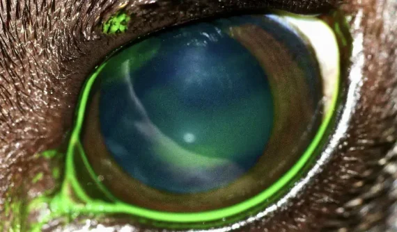 Primer plano del ojo izquierdo de un perro con tinción de fluoresceína acumulada en la zona central de la córnea, indicativa de sequedad ocular severa.