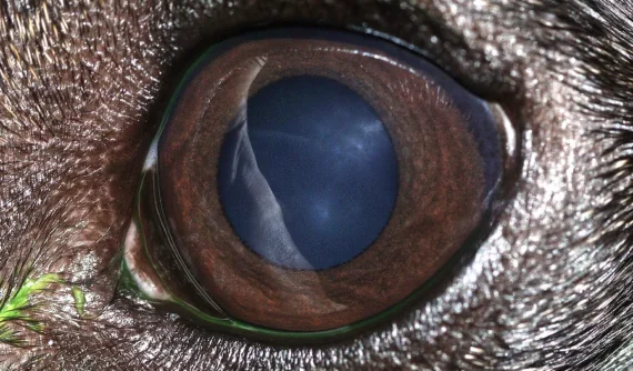 Primer plano del ojo de un perro con córnea limpia y sin retención de fluoresceína, indicando una correcta hidratación ocular y recuperación clínica.