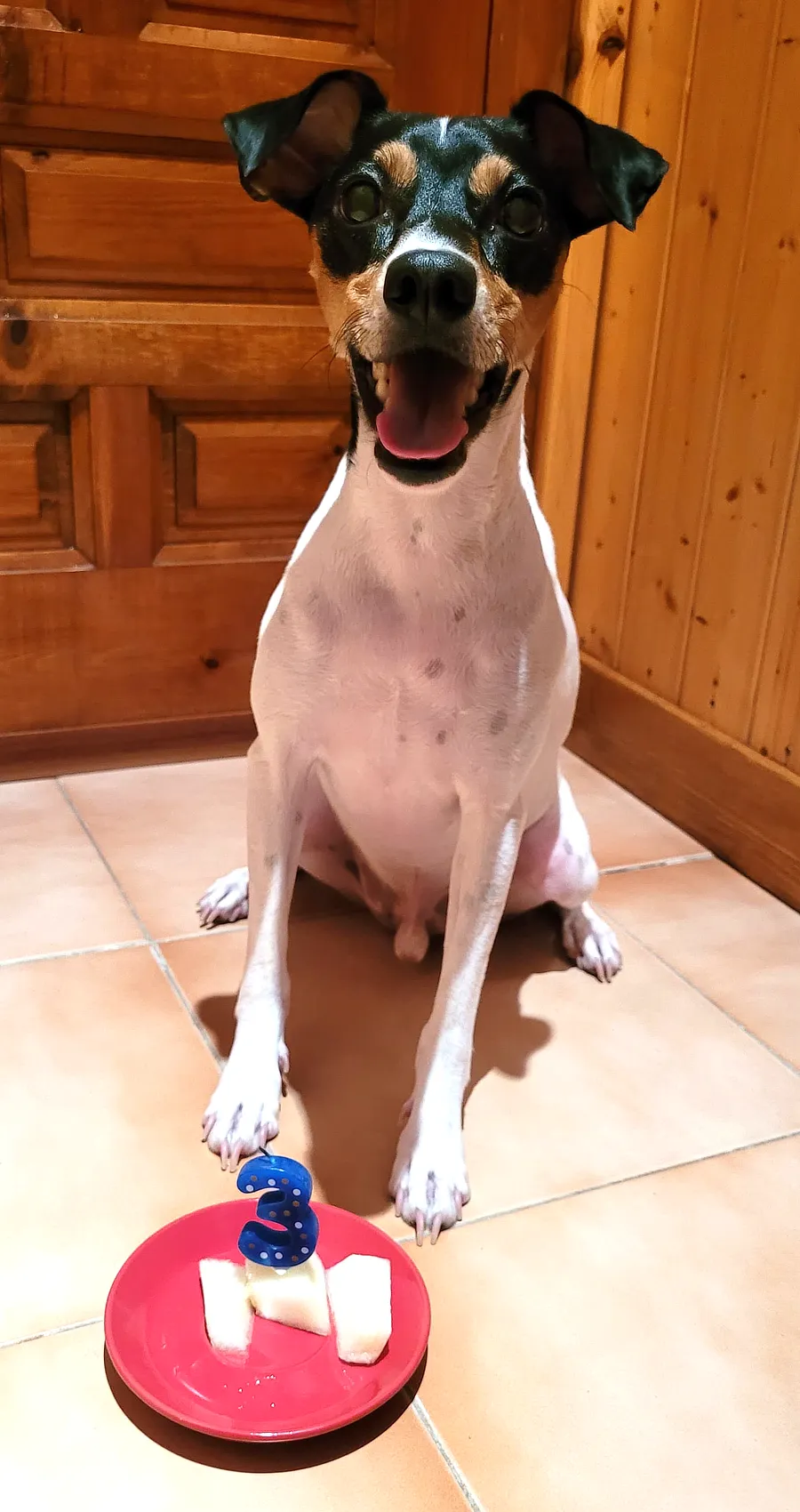 Loki, perro bodeguero, sentado con expresión alegre junto a un plato con melón y una vela en forma de número tres por su cumpleaños.