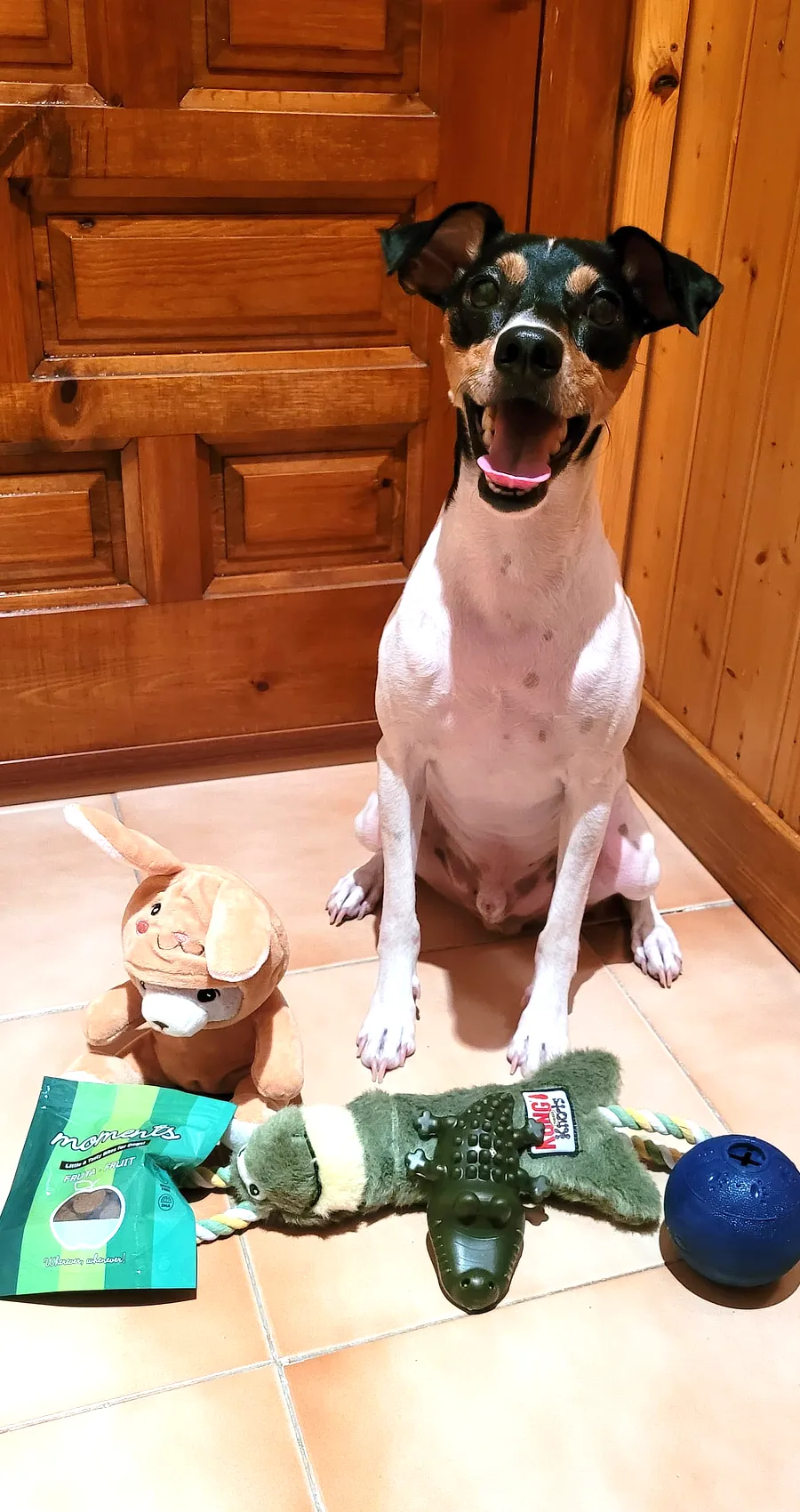 . Loki, perro bodeguero, sentado con expresión feliz junto a varios juguetes: peluche, cuerda con cocodrilo y pelota, en un ambiente doméstico.