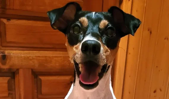 Primer plano de Loki, perro bodeguero, mirando a cámara con expresión alegre. Entorno cálido con fondo de madera.