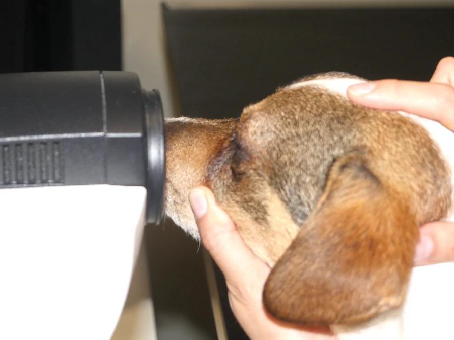 Ejemplo de procedimiento de Swept-Source OCT en animales con tecnología ANTERION®, sin contacto directo y con paciente consciente.