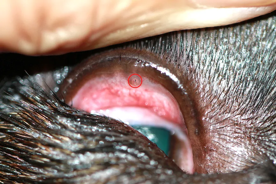 Ojo derecho de Boston Terrier con cilio ectópico visible en el párpado superior, con fluoresceína marcando lesión en la córnea