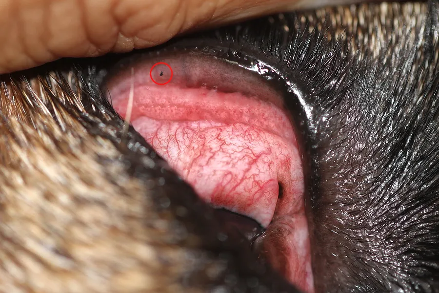 Primer plano del ojo de un Bulldog Francés con cilio ectópico en párpado superior, mostrando córnea teñida por úlcera superficial.
