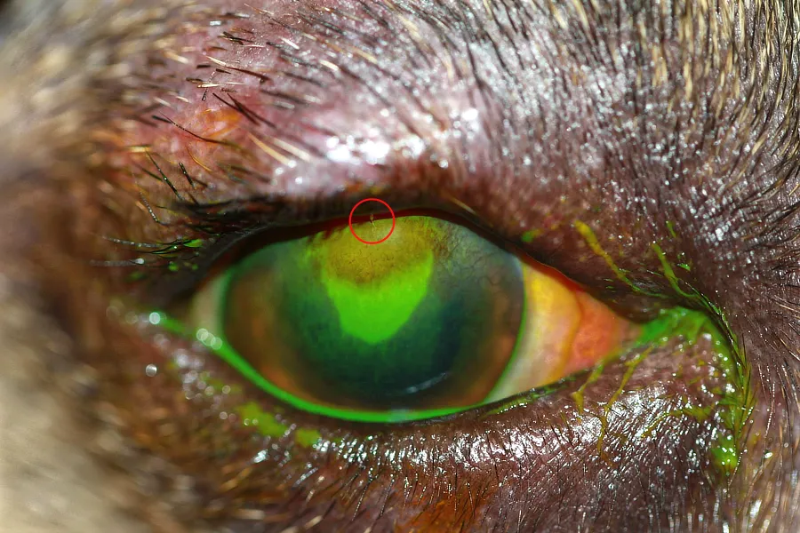 Cilio ectópico tocando la córnea de un perro con úlcera teñida de verde por fluoresceína, visible sobre la superficie corneal.