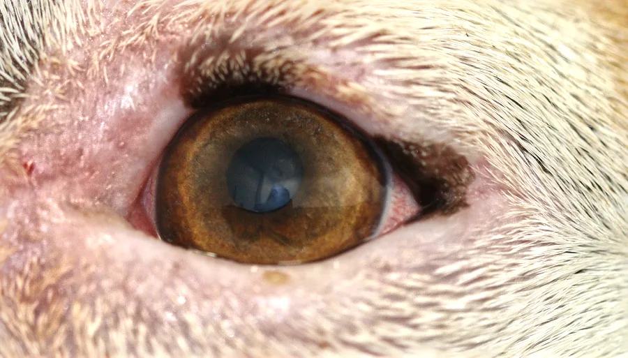 Primer plano del ojo izquierdo de Pongo, mostrando córnea transparente y estructura ocular normal después del tratamiento del hemangiosarcoma en la membrana nictitante.