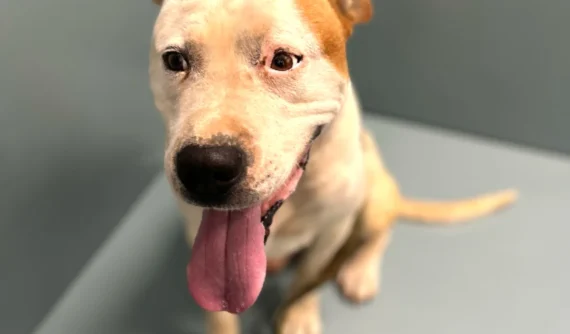 Pongo, perro American Staffordshire, sentado feliz en la revisión postquirúrgica cuatro semanas después de la extirpación del hemangiosarcoma en la membrana nictitante.