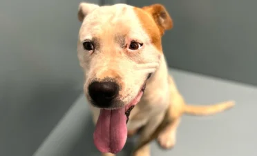 Pongo, perro American Staffordshire de 8 años, sentado y mirando a cámara tras recuperarse de la cirugía de hemangiosarcoma en la membrana nictitante