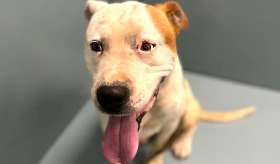 Pongo, perro American Staffordshire de 8 años, sentado y mirando a cámara tras recuperarse de la cirugía de hemangiosarcoma en la membrana nictitante