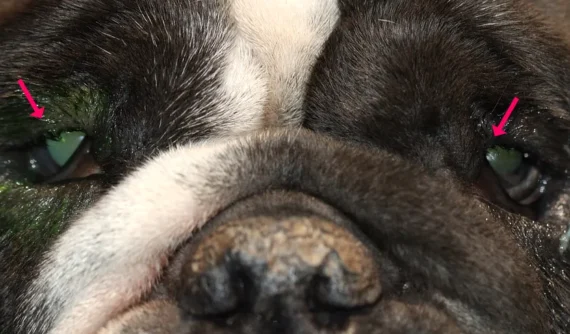 Rostro de una American Bully donde se observan varios pelos anómalos saliendo del borde palpebral superior en ambos ojos.