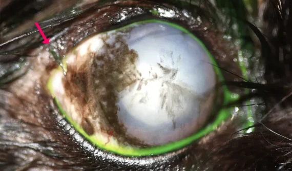 Ojo derecho de un Yorkshire terrier con tinción corneal por fluoresceína y triquiasis secundaria a una cirugía anterior.