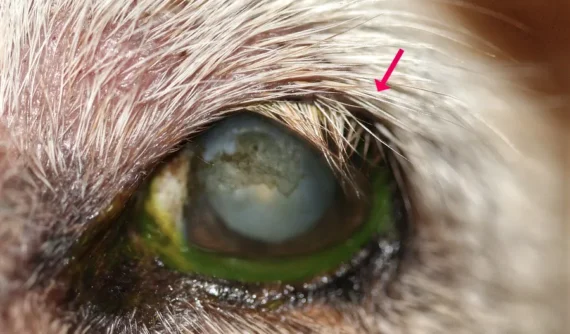 Primer plano del ojo izquierdo de una perra mestiza con triquiasis en el extremo lateral del párpado superior.
