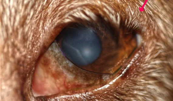 Detalle del ojo izquierdo de una podenca andaluza con triquiasis focalizada en la zona lateral del párpado.