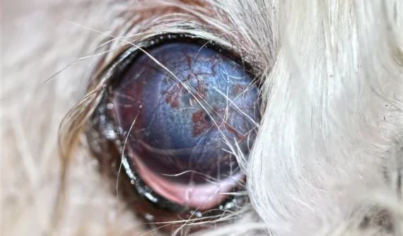 Ojo de una perra Shih Tzu de 10 años con triquiasis avanzada; se observan pelos del párpado en contacto directo con la superficie corneal inflamada.