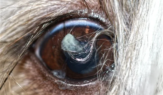 Ojo de un Shih Tzu de 3 años con pelos largos en contacto con la córnea, provocando conjuntivitis recidivantes por triquiasis.