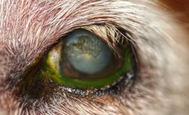 Ojo de perro afectado por triquiasis con pelos dirigidos hacia la córnea y lesión corneal visible con fluoresceína.