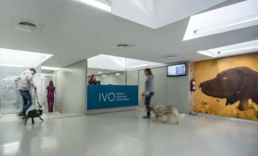 Recepción del centro IVO oftalmología veterinaria, con profesionales y tutores acompañando a sus perros en un entorno moderno, luminoso y tranquilo.