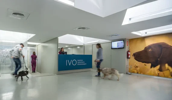 Recepción del centro IVO oftalmología veterinaria, con profesionales y tutores acompañando a sus perros en un entorno moderno, luminoso y tranquilo.