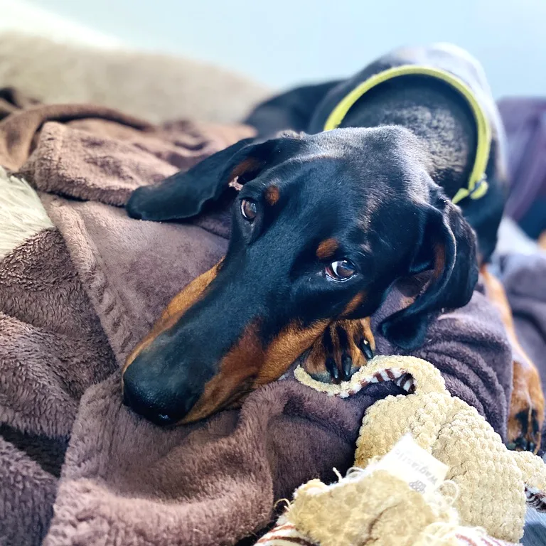 Perra de raza dóberman tumbada sobre una manta marrón, con mirada relajada y cuerpo parcialmente cubierto por la tela, junto a un juguete de cuerda claro.