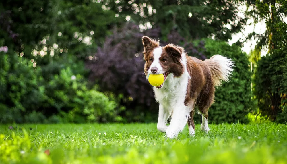 Perro border collie corriendo sobre césped con una pelota amarilla en la boca, en un entorno de jardín verde.