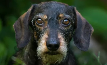 Primer plano de un perro de pelo corto y oscuro mostrando sus ojos con detalle, en un entorno natural verde.