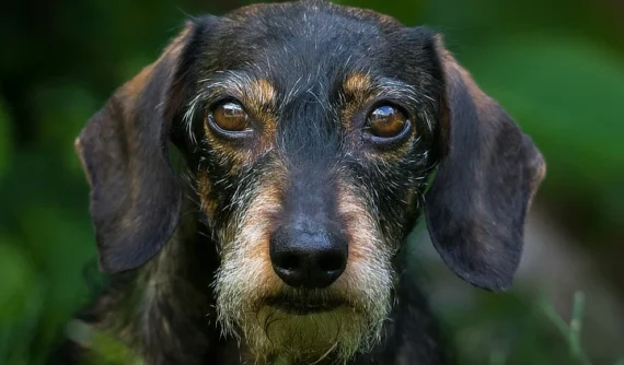 Primer plano de un perro de pelo corto y oscuro mostrando sus ojos con detalle, en un entorno natural verde.