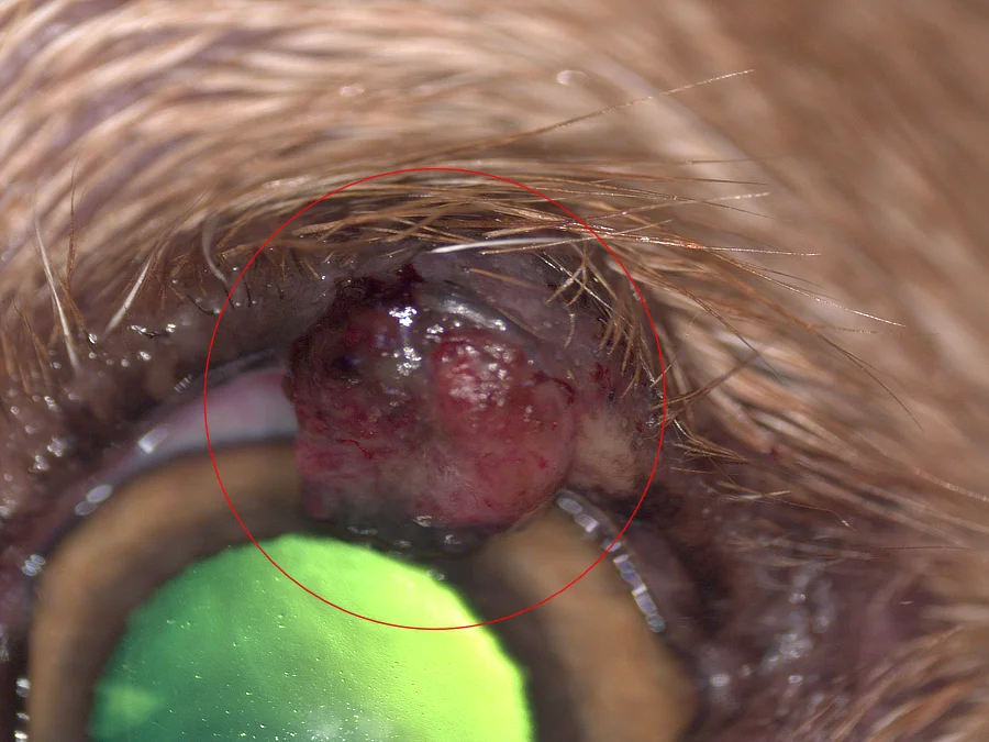 Ojo izquierdo de Trek con secreción mucopurulenta y lesión corneal visible en círculo rojo, compatible con epitelioma de glándulas de Meibomio localizado en el párpado superior.