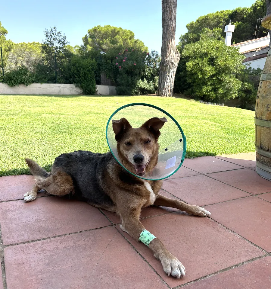 Trek, perro mestizo de 9 años, descansa en el jardín con collar isabelino tras la cirugía de epitelioma de glándulas de Meibomio en el párpado superior.