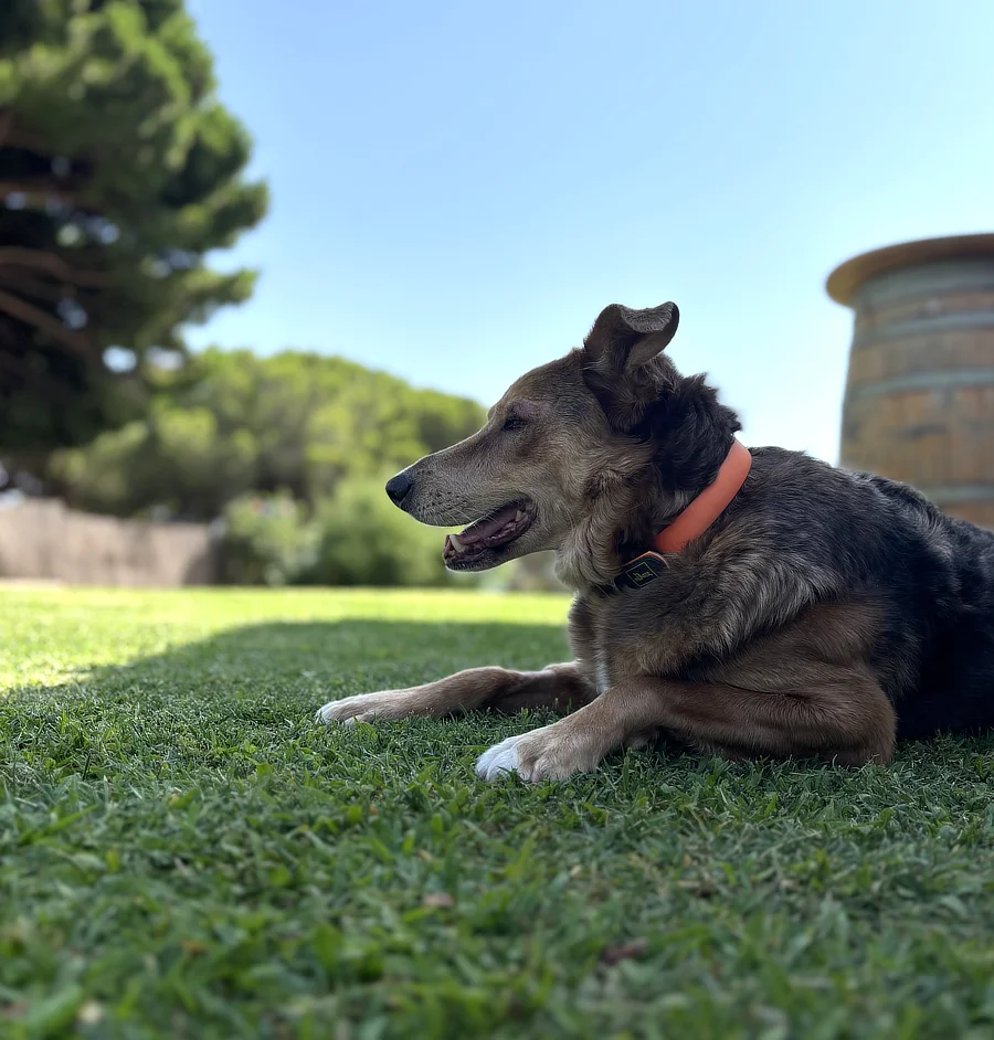 Trek, perro mestizo de 9 años, en su jardín tras la recuperación de la cirugía palpebral por epitelioma de glándulas de Meibomio, mostrando buen estado general y tranquilidad.