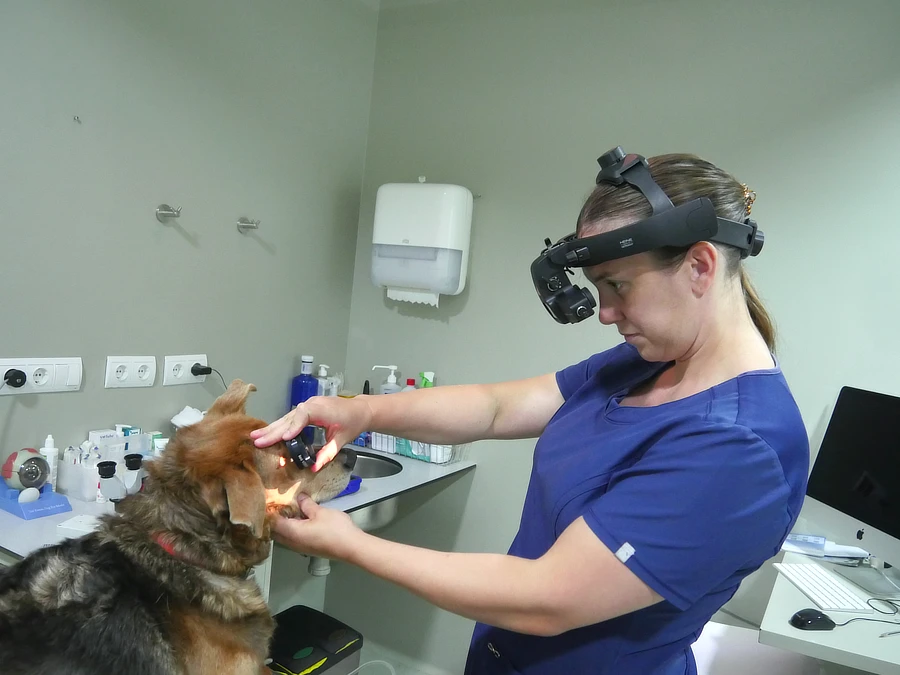 Exploración con fundoscopia en Trek para valorar retina y nervio óptico, descartando alteraciones adicionales al epitelioma de glándulas de Meibomio palpebral.