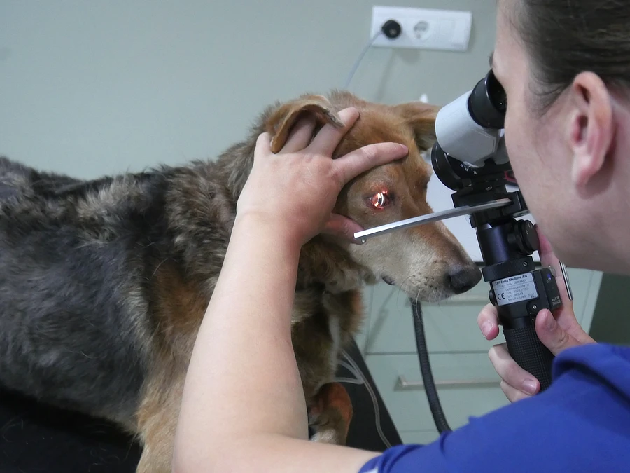 Oftalmoscopia en Trek, utilizada para examinar el segmento posterior ocular y confirmar ausencia de daños adicionales al epitelioma de glándulas de Meibomio.