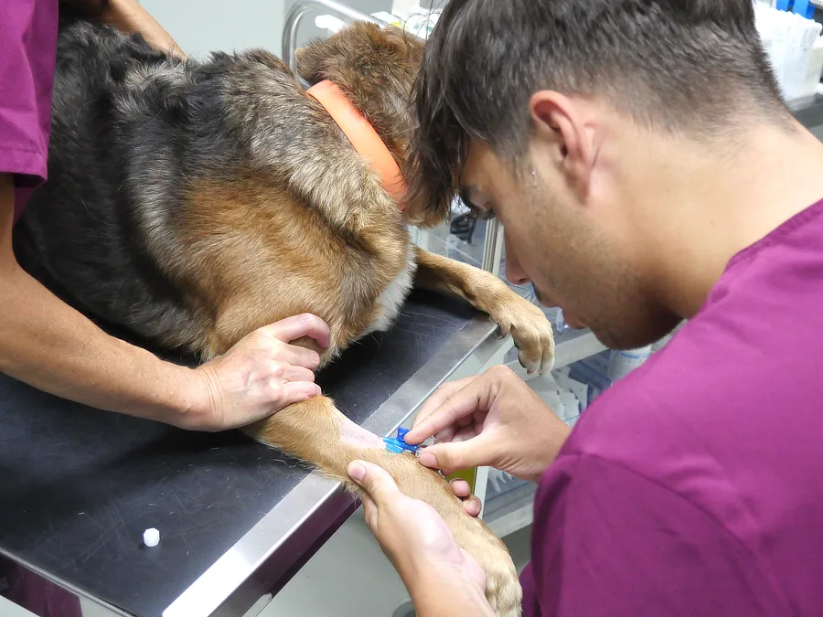 Colocación de vía intravenosa en Trek como preparación prequirúrgica para la extirpación del epitelioma de glándulas de Meibomio en el párpado superior.
