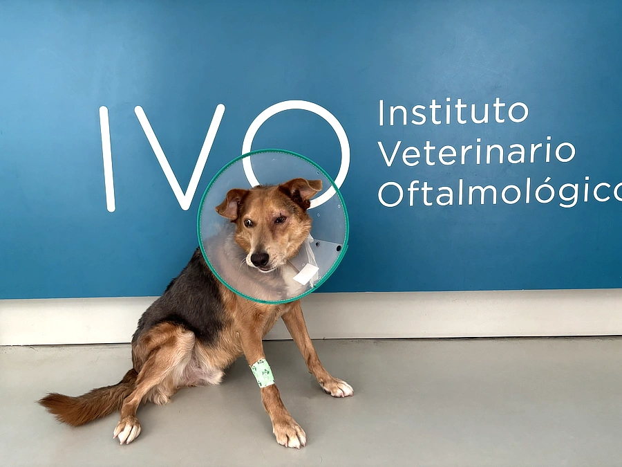 Trek con collar isabelino y vendaje, tras la cirugía de extirpación del epitelioma de glándulas de Meibomio en IVO Barcelona.
