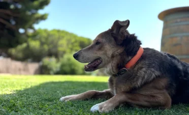 Trek, perro mestizo de 9 años, tras la extirpación de epitelioma de glándulas de Meibomio en el párpado superior, en buen estado general y recuperación satisfactoria.