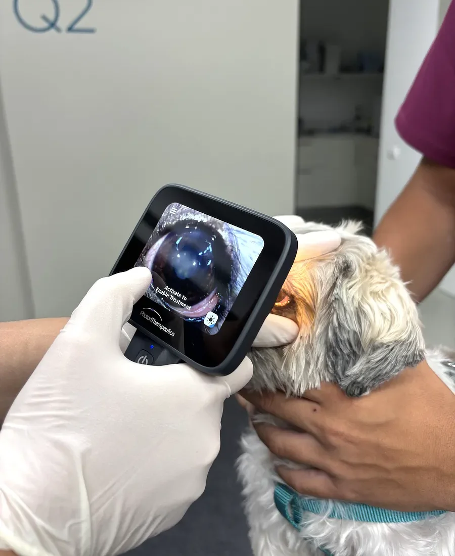 Veterinario aplicando fototerapia UVC con el dispositivo PhotonUVC Vet en el ojo de un perro para tratar una infección corneal.