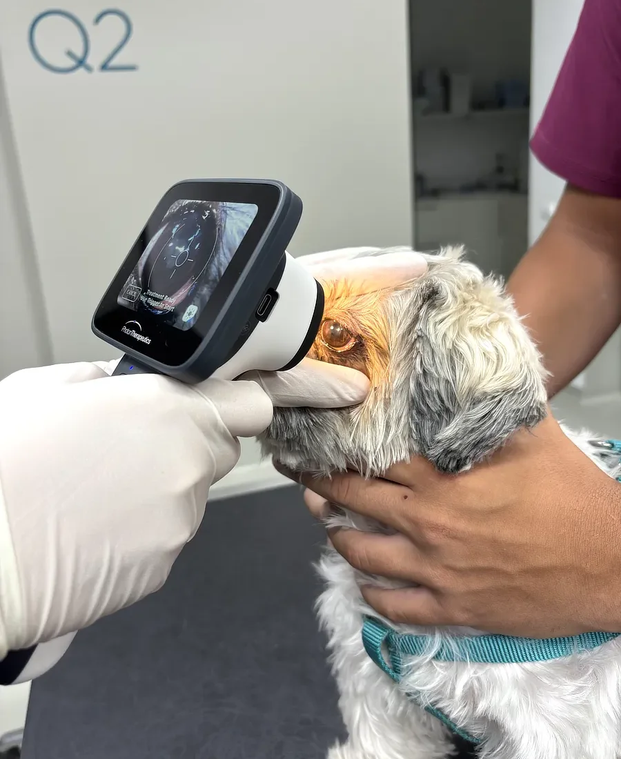 Perro en consulta veterinaria durante la aplicación del tratamiento ocular con fototerapia UVC mediante el dispositivo PhotonUVC Vet.