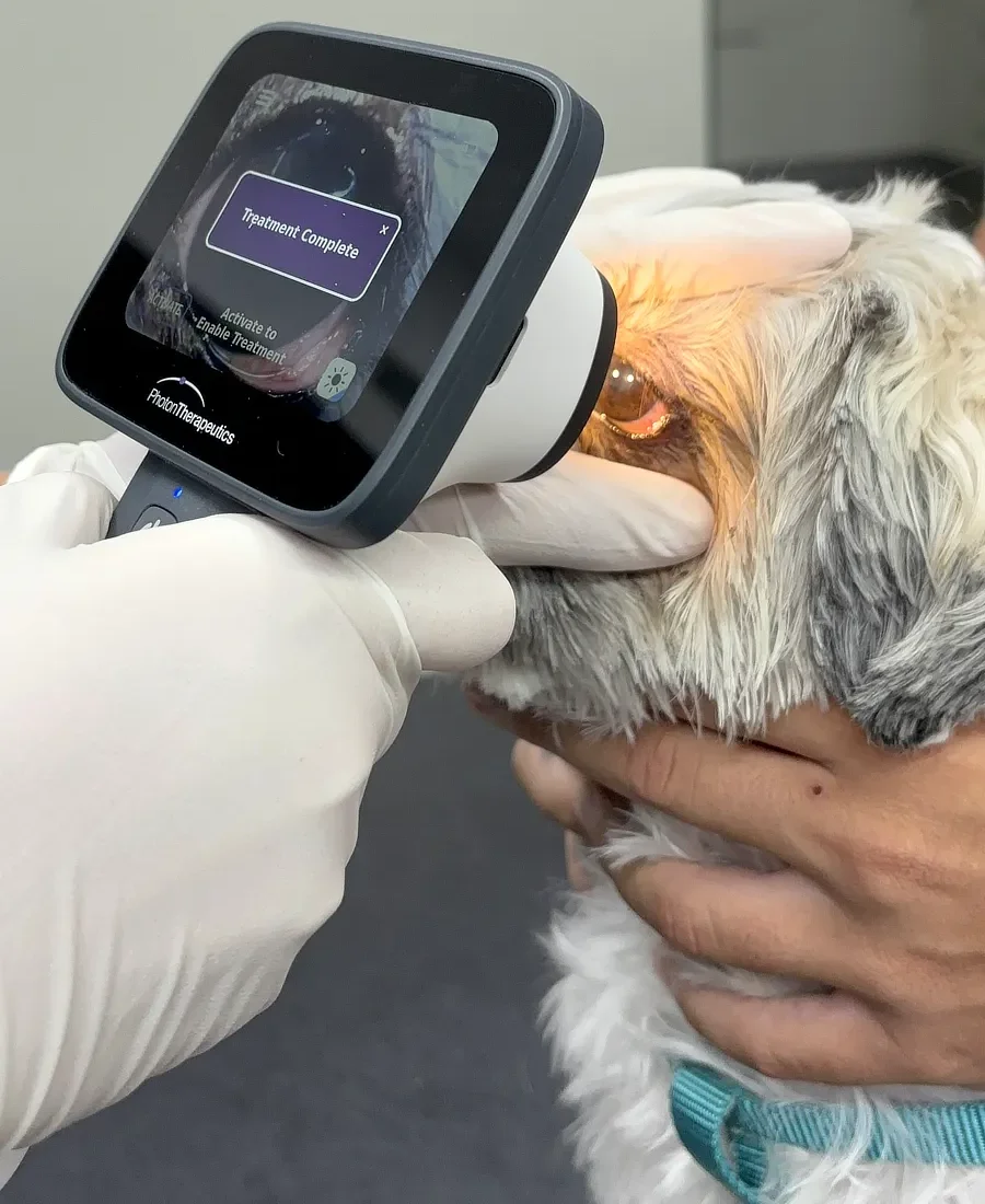 Dispositivo PhotonUVC Vet mostrando en pantalla el proceso completado durante un tratamiento ocular en un perro.
