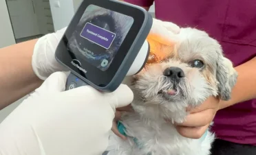 Tratamiento ocular con fototerapia UVC en un perro, utilizando el dispositivo PhotonUVC Vet en una consulta de IVO oftalmología veterinaria.