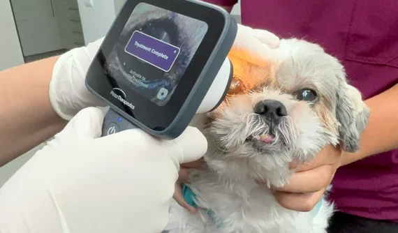 Tratamiento ocular con fototerapia UVC en un perro, utilizando el dispositivo PhotonUVC Vet en una consulta de IVO oftalmología veterinaria.