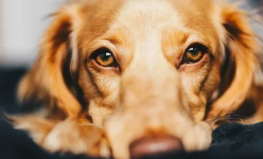 Primer plano de un perro de pelo dorado con los ojos brillantes y saludables, símbolo del cuidado ocular y la prevención de enfermedades visuales.
