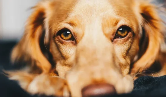 Primer plano de un perro de pelo dorado con los ojos brillantes y saludables, símbolo del cuidado ocular y la prevención de enfermedades visuales.