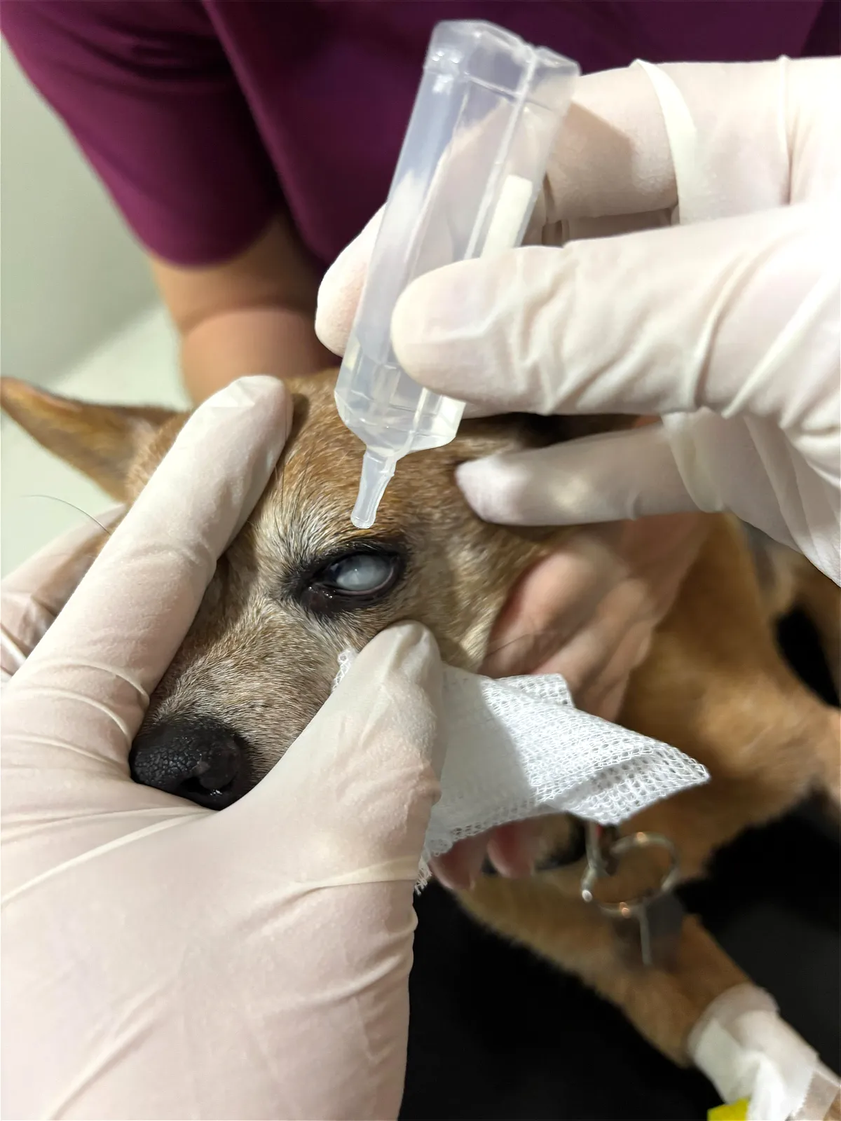 Limpieza ocular en perro mediante gasa estéril humedecida y aplicación suave de solución natural, una opción calmante para la higiene diaria en ojos sanos.