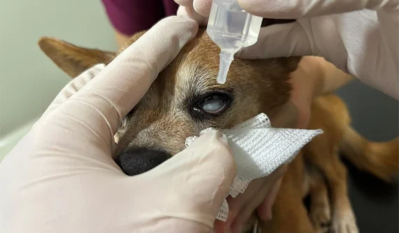 Limpieza ocular en perro realizada con gasa estéril y aplicación de colirio, una técnica segura para mantener la higiene y la salud de los ojos.