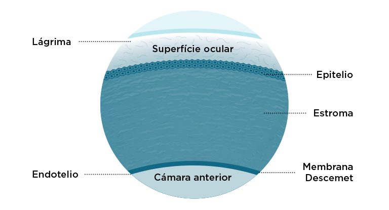 Estroma corneal - Capas de la córnea