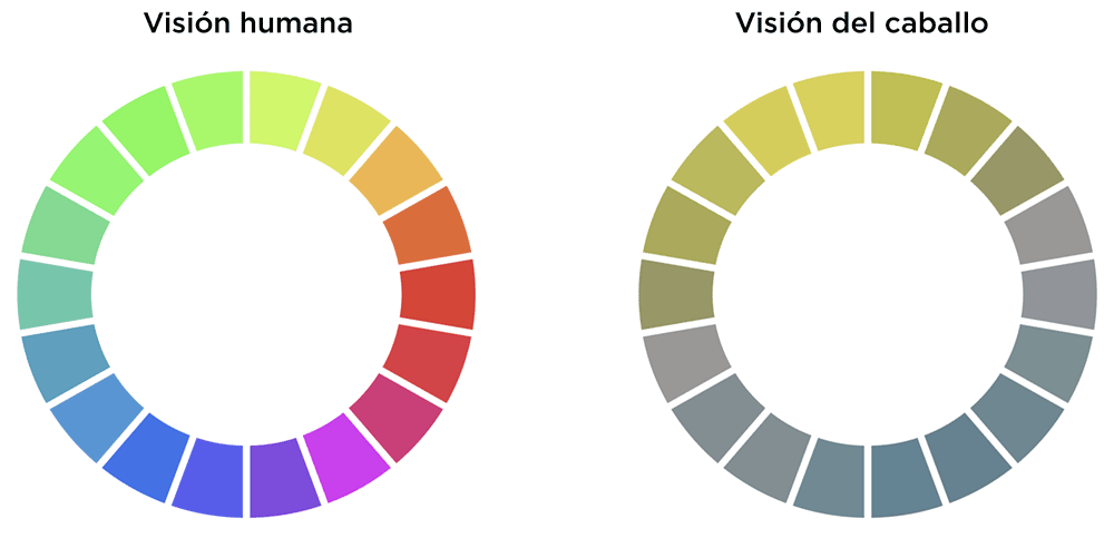 Visión humana / Visión del caballo